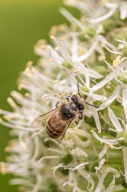 Colpo del primo piano di un'ape su un bel fiore bianco