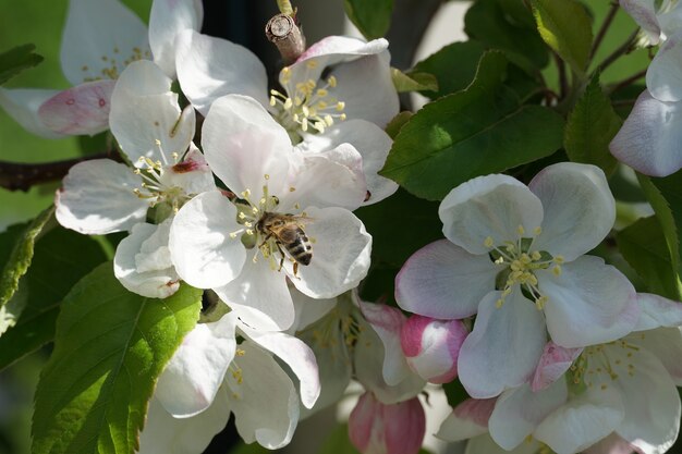 Colpo del primo piano di un'ape su un fiore bianco durante il giorno