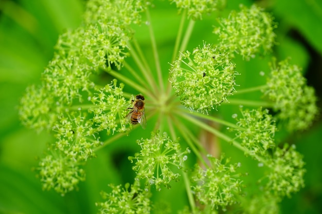 Colpo del primo piano di un'ape su un fiore bianco