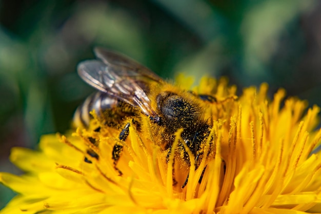Colpo del primo piano di un'ape su un fiore giallo in fiore con vegetazione sullo sfondo