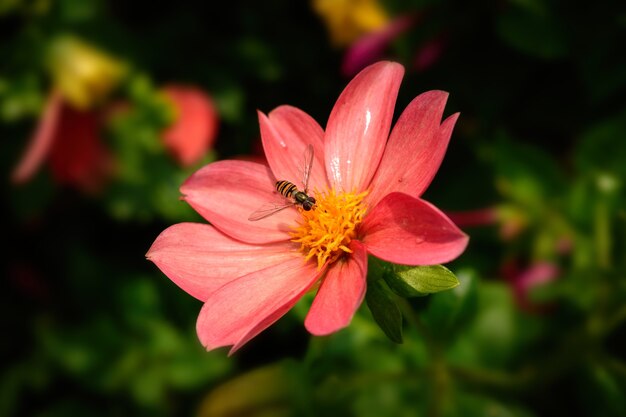 Colpo del primo piano di un'ape su un fiore rosa