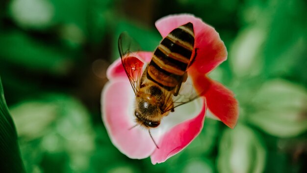 Colpo del primo piano di un'ape su un fiore rosa