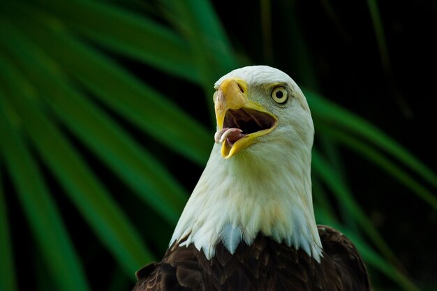 Colpo del primo piano di un'aquila calva americana con un becco aperto