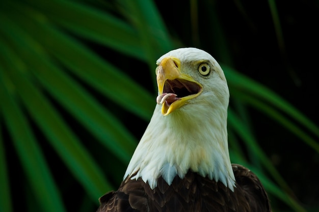 Colpo del primo piano di un'aquila calva americana con un becco aperto