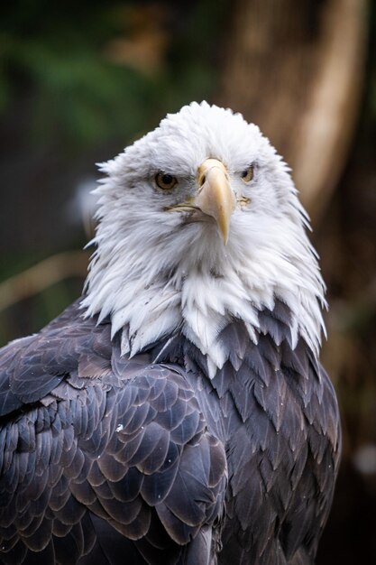 Colpo del primo piano di un'aquila calva del sud nella foresta