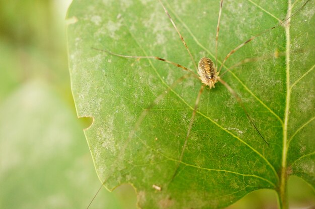 Colpo del primo piano di un aracnide marrone con le gambe lunghe su una foglia