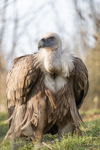 Colpo del primo piano di un avvoltoio dall'aspetto feroce con una bella mostra del suo piumaggio
