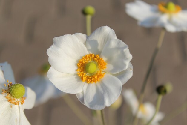 Colpo del primo piano di un bel fiore di anemone raccolto