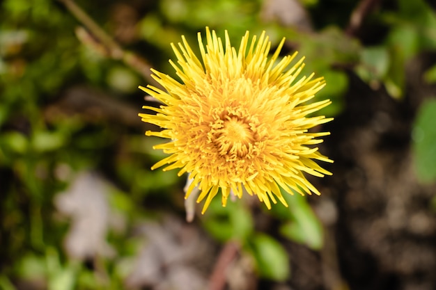 Colpo del primo piano di un bel fiore giallo del dente di leone