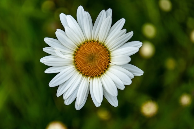 Colpo del primo piano di un bel fiore margherita comune