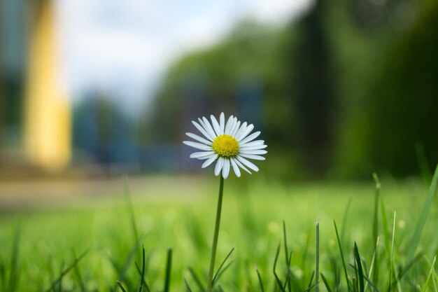 Colpo del primo piano di un bel fiore margherita