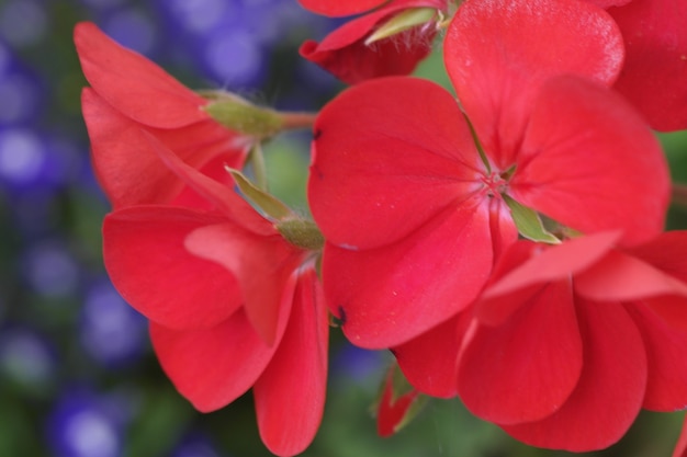 Colpo del primo piano di un bel fiore rosso con uno sfondo sfocato