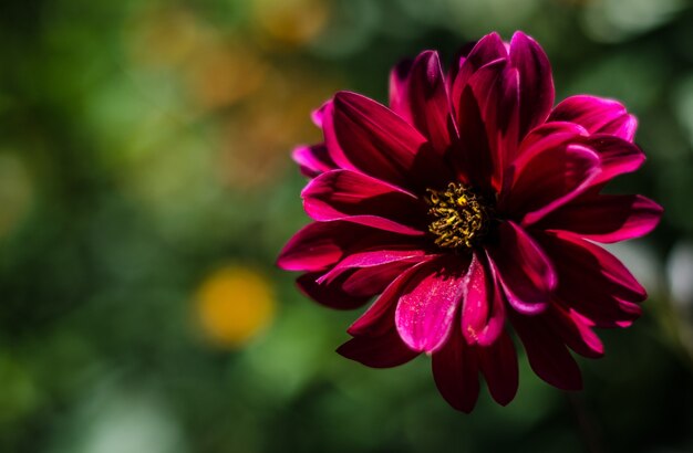 Colpo del primo piano di un bel fiore susan dagli occhi neri con petali viola su uno sfondo sfocato