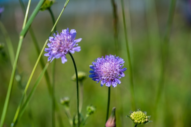 Colpo del primo piano di un bel fiore viola puntaspilli