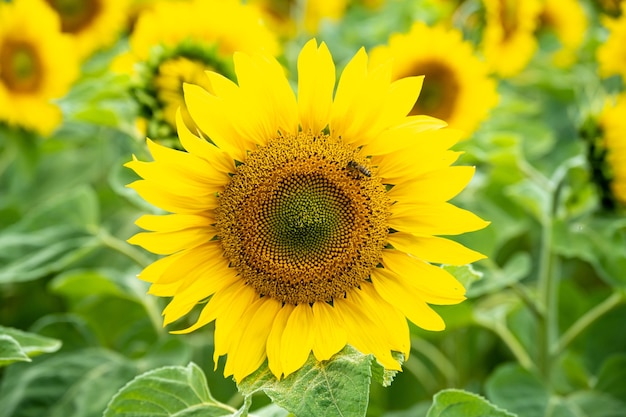 Colpo del primo piano di un bel girasole con un'ape su di esso