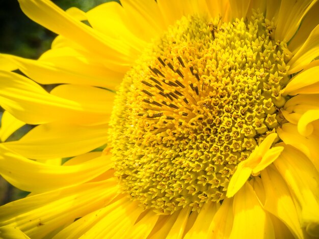 Colpo del primo piano di un bel girasole giallo - ottimo per uno sfondo naturale