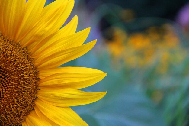 Colpo del primo piano di un bel girasole giallo su uno sfondo sfocato