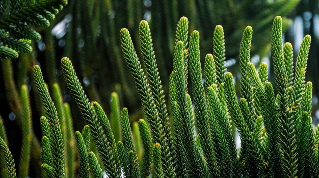 Colpo del primo piano di un bellissimo albero di pino abete foglie