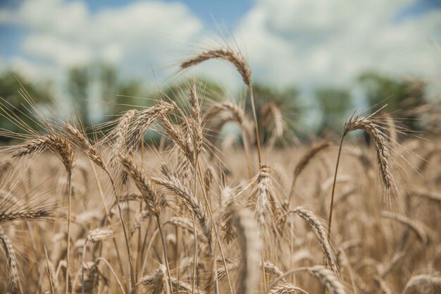 Colpo del primo piano di un bellissimo campo di grano