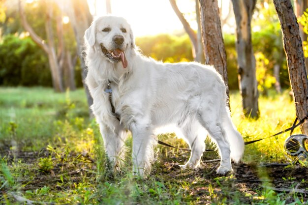 Colpo del primo piano di un bellissimo cane bianco in piedi nel campo soleggiato