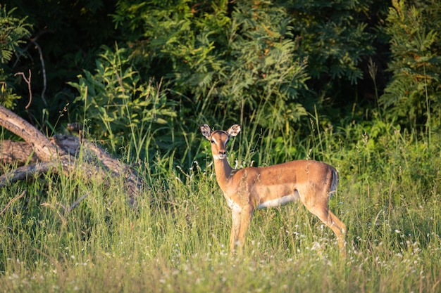 Colpo del primo piano di un bellissimo cervo bambino in piedi sull'erba verde