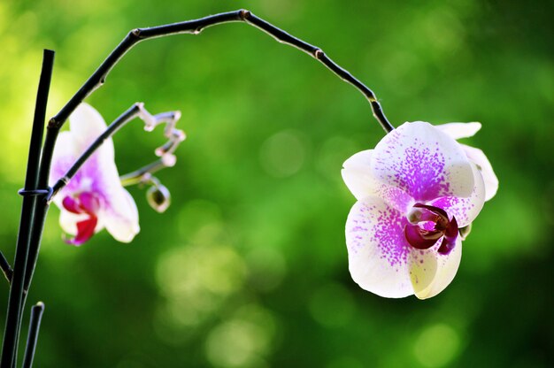 Colpo del primo piano di un bellissimo fiore di orchidea con uno sfondo sfocato