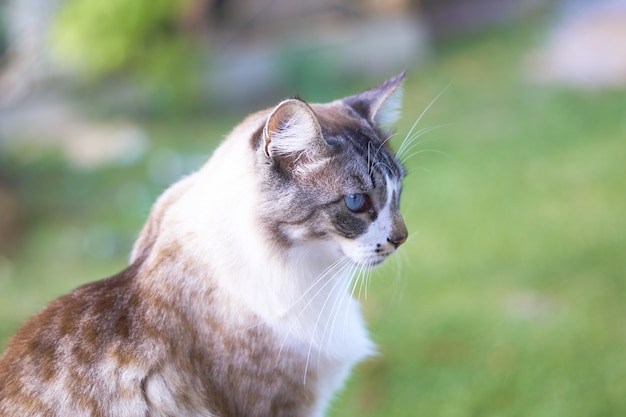 Colpo del primo piano di un bellissimo gatto bianco e marrone dagli occhi azzurri con uno sfondo sfocato