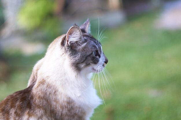 Colpo del primo piano di un bellissimo gatto bianco e marrone dagli occhi azzurri