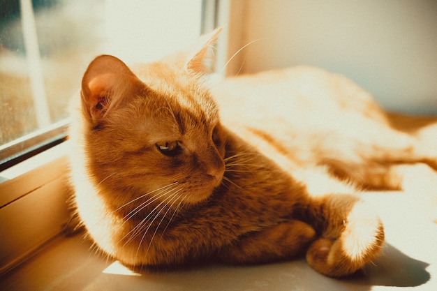 Colpo del primo piano di un bellissimo gatto dorato sdraiato sul davanzale della finestra