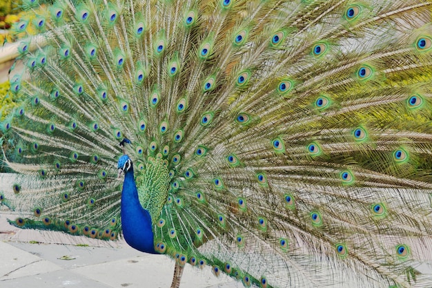 Colpo del primo piano di un bellissimo pavone blu con una splendida coda aperta