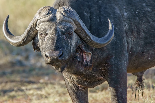 Colpo del primo piano di un bisonte adulto con vegetazione