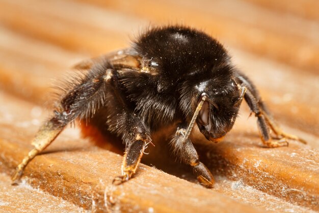 Colpo del primo piano di un Bombus Pomorum no una superficie di legno