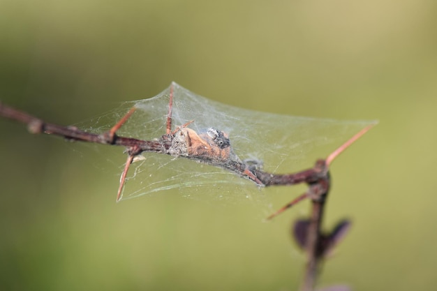 Colpo del primo piano di un bug all'interno di un bozzolo di ragnatela su sfondo verde