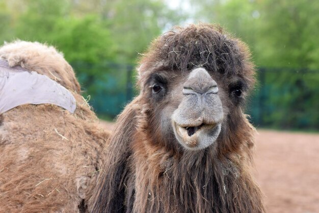 Colpo del primo piano di un cammello durante il giorno nello zoo