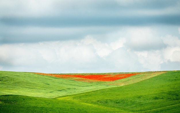 Colpo del primo piano di un campo verde e rosso sotto un cielo nuvoloso durante il giorno