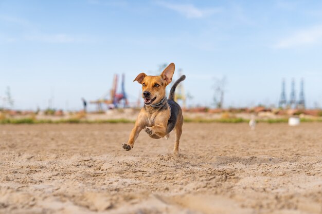 Colpo del primo piano di un cane da compagnia che corre sulla sabbia