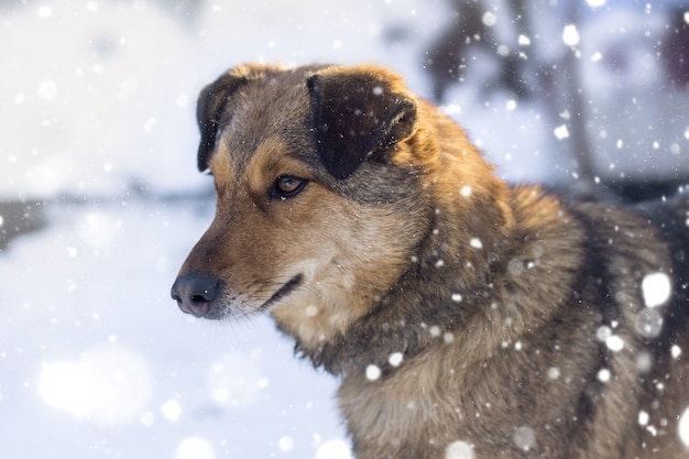 Colpo del primo piano di un cane marrone sotto tempo nevoso che osserva obliquamente