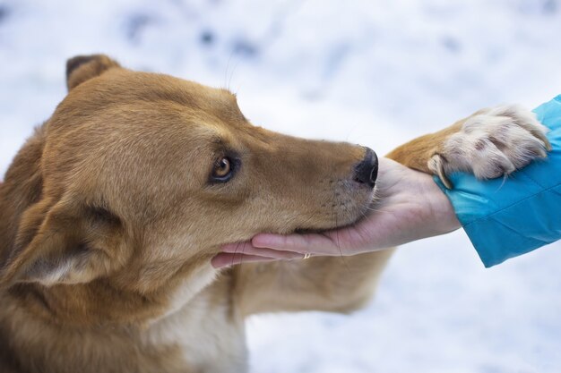 Colpo del primo piano di un cane marrone sotto tempo nevoso che tiene la mano di una donna