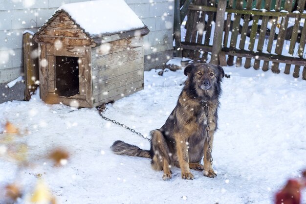 Colpo del primo piano di un cane marrone sotto tempo nevoso vicino al recinto