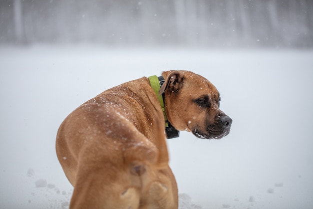 Colpo del primo piano di un cane marrone sveglio isolato su una priorità bassa vaga bianca