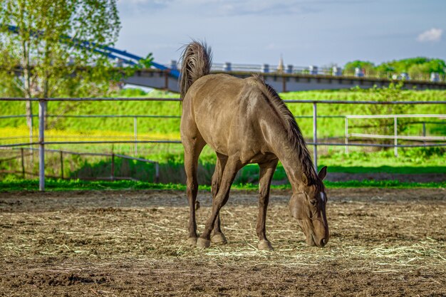 Colpo del primo piano di un cavallo marrone che mangia erba con vegetazione sullo sfondo