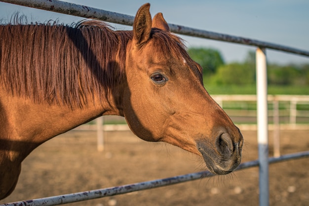 Colpo del primo piano di un cavallo marrone con una recinzione e vegetazione sul