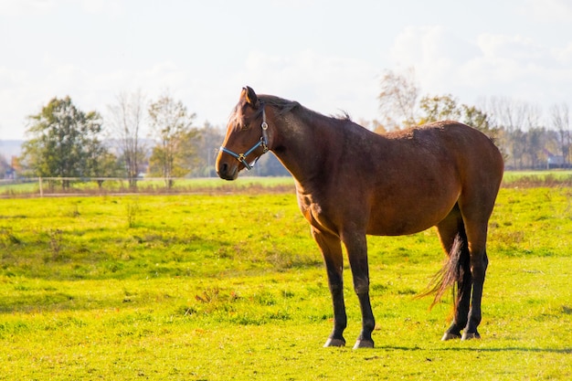 Colpo del primo piano di un cavallo marrone in piedi in un campo verde