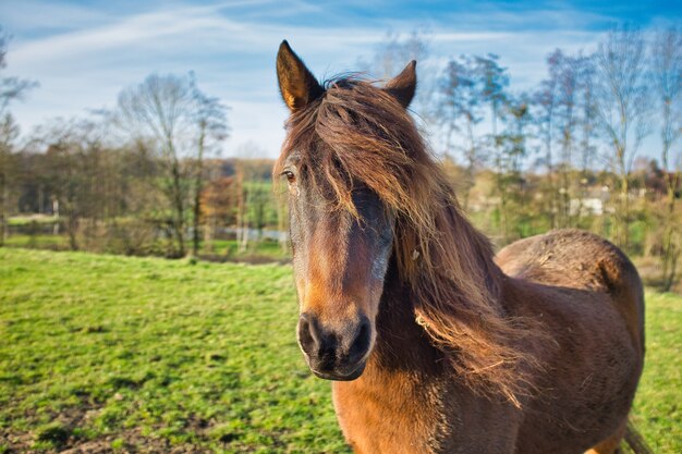 Colpo del primo piano di un cavallo marrone nei campi