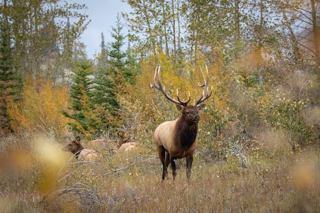 Colpo del primo piano di un cervo wapiti in una foresta