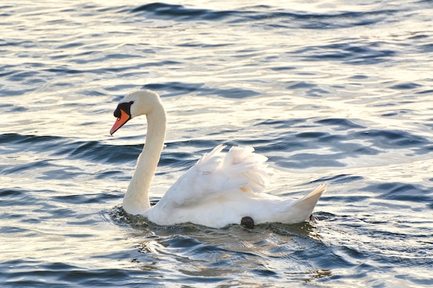 Colpo del primo piano di un cigno bianco sul lago