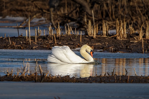 Colpo del primo piano di un cigno reale che galleggia su un lago in un campo in una giornata di sole