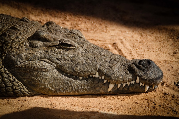 Colpo del primo piano di un coccodrillo con denti affilati e una magnifica pelle ruvida che dorme sulla sabbia