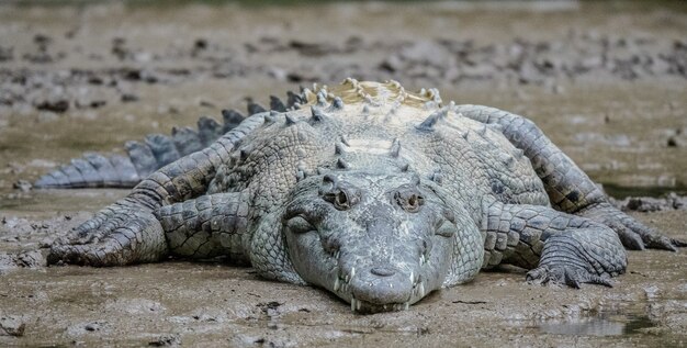 Colpo del primo piano di un coccodrillo grigio sdraiato sul fango durante il giorno