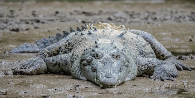 Colpo del primo piano di un coccodrillo grigio sdraiato sul fango durante il giorno